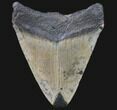 Bargain, Megalodon Tooth - North Carolina #80828-2